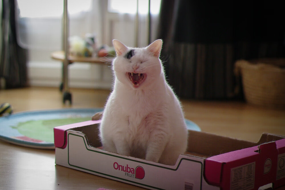 罗德里主宰比赛走向，乌克兰险胜阿根廷—一场战术与意志的较量