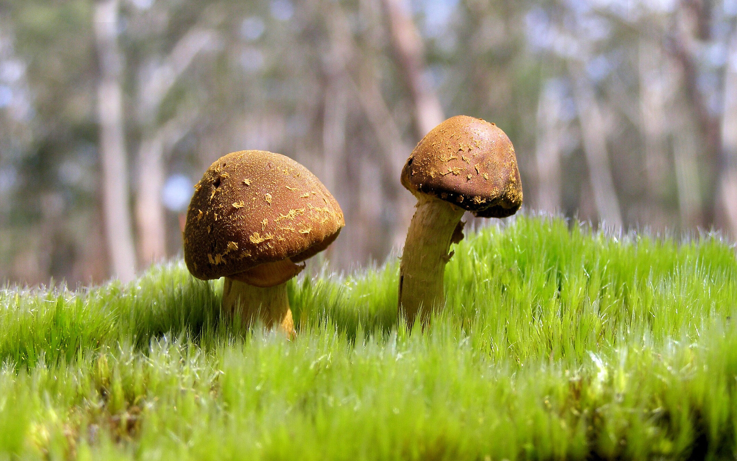 特奥一剑封喉,摩纳哥正面击溃勒沃库森的背后战术密码